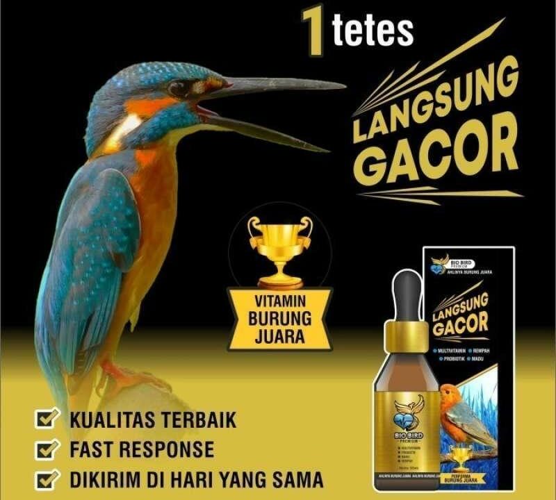 Agen Gacor Alternatif: Solusi Terbaik untuk Mendapatkan Burung Berkualitas